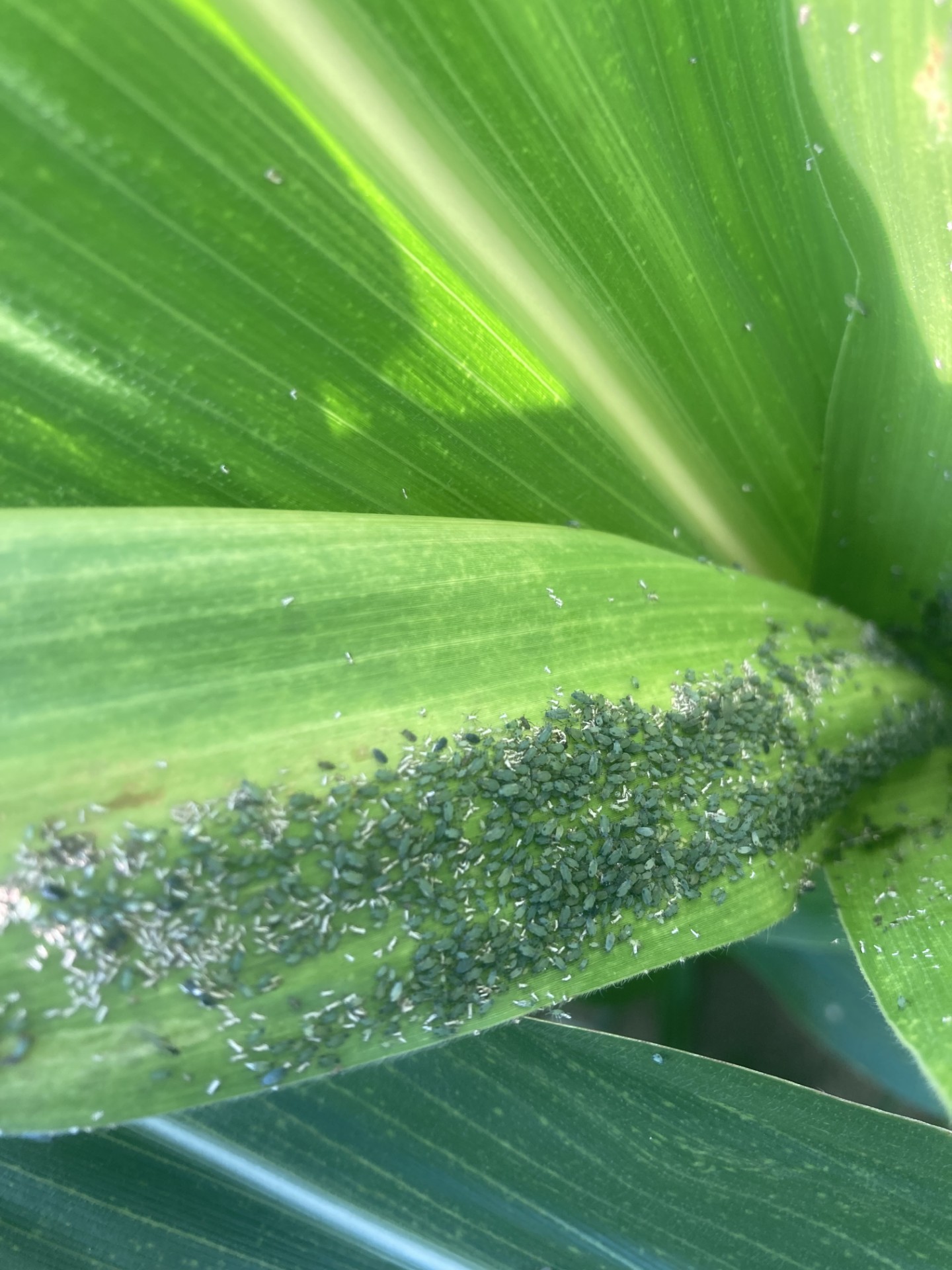 Corn leaf aphids on a seed corn whorl.